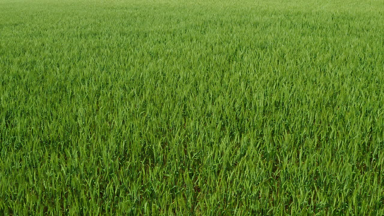 Where there's greenery there's growth