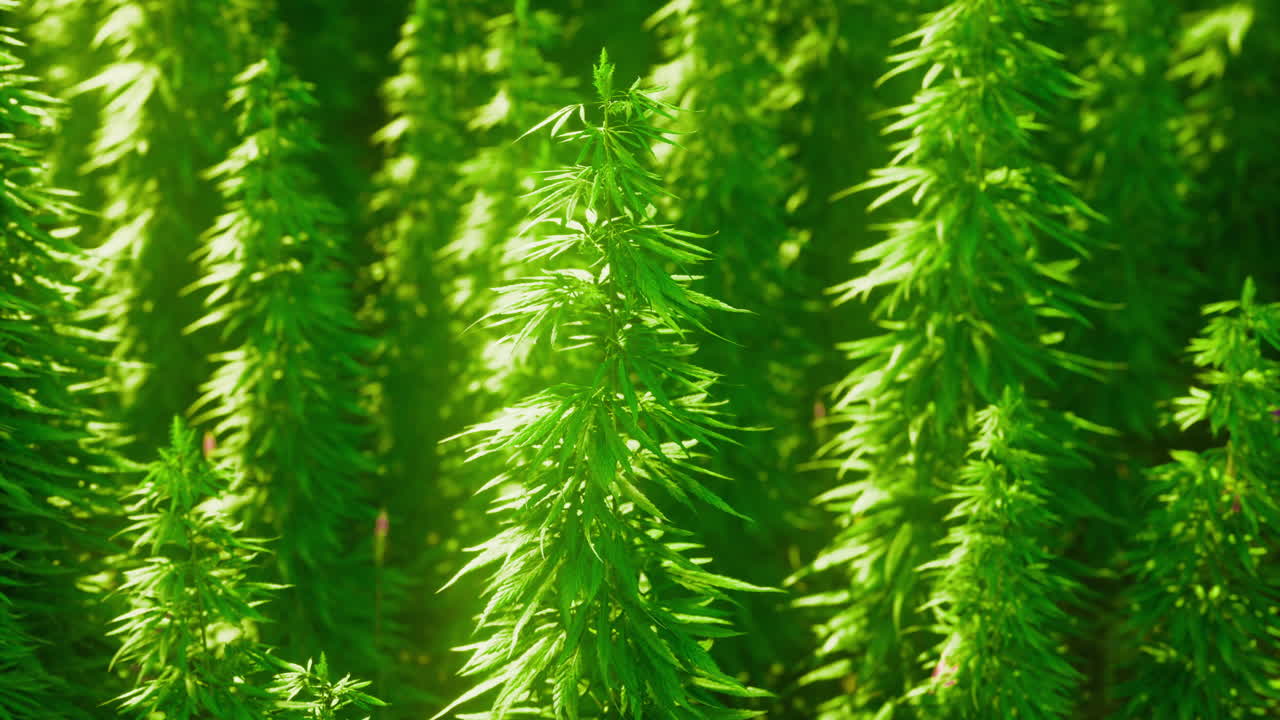 Lush green plants growing under bright sunlight in a serene environment