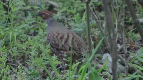 rare birds of nepal