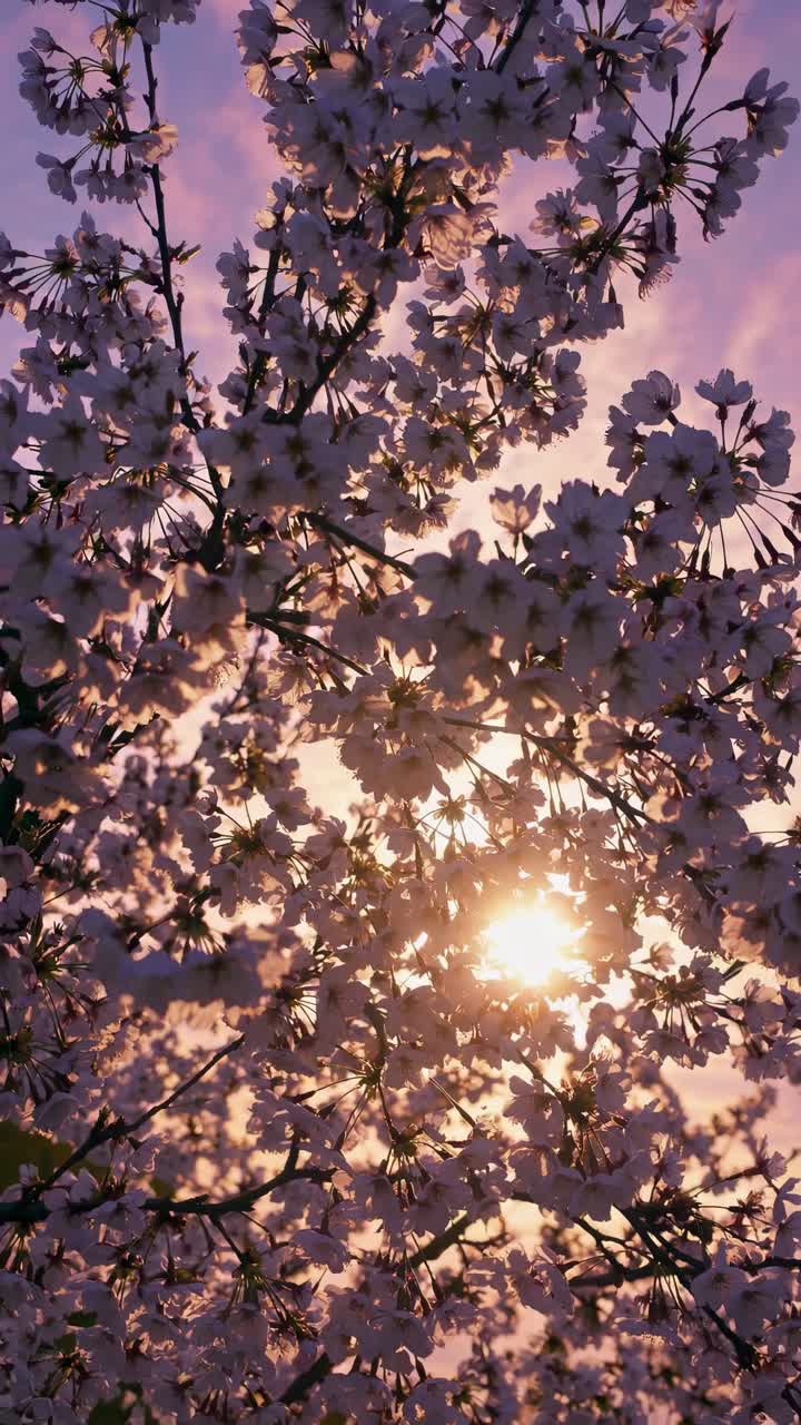 Sunset through cherry blossoms captured from a low angle, creating a serene and dreamy atmosphere
