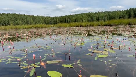 recorded from a kayak, a vast expanse of persicaria amphibia covers the water, creating a stunning view