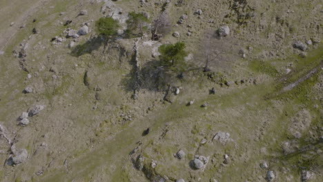 A-herd-of-sheep-graze-through-rocky-pasture,-eating-grasses