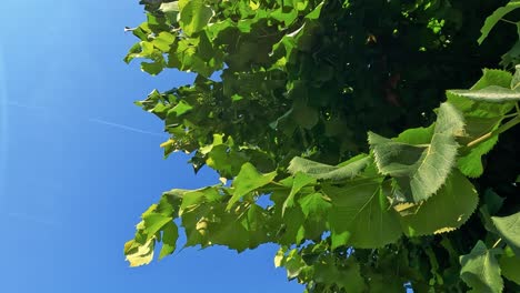 leaves rustling under a clear blue sky