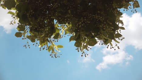 tilia or linden treetop in summer