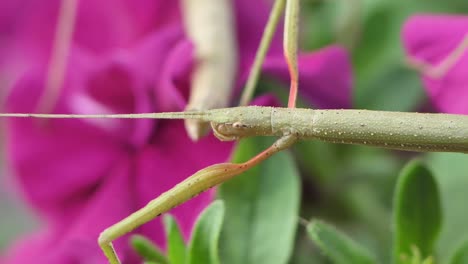 insecto palo medauroidea extradentata, familia phasmatidae