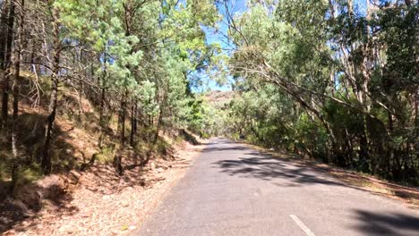 conduciendo por una carretera boscosa en australia