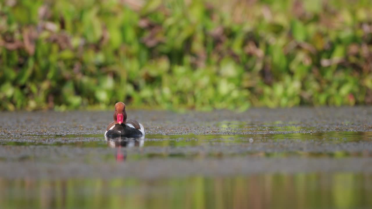 el macho adulto de la especie netta rufina