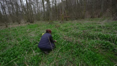 Handheld-parallax-orbit-around-woman-bent-over-picking-leafs-from-forest-floor,-wild-garlic