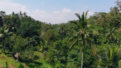 Amazing-drone-shot-between-palm-trees-in-a-tropical-exotic-forest-to-reveal-a-panoramic-view-of-the-jungle