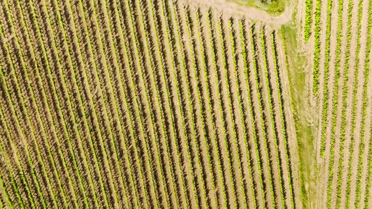 Birds eye drone shot above vineyards rows, sunny, summer day in Tuscany, Italy