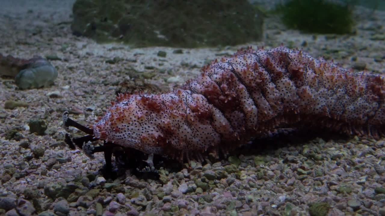 작은 liuqiu의 최고의 전망