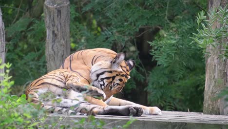 a big tiger rests on a sunny day. bengal tiger lies among green bushes. this big tiger was lying on a wood and resting