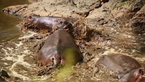 gimbal shot of hippos interacting in muddy water puddle