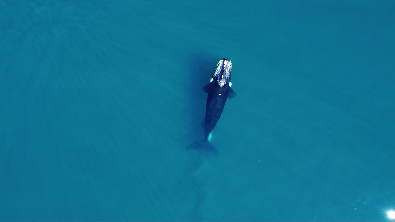 vista superior de la madre y su cría nadando en la superficie del mar, la gaviota vuela hacia la ballena joven - ballenas francas australes - aérea