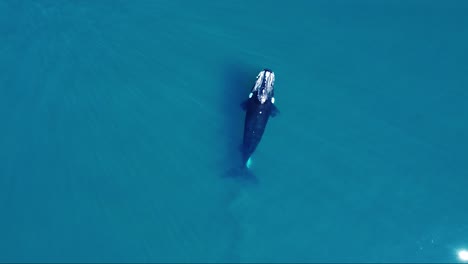 Draufsicht-Auf-Die-Mutter-Und-Ihr-Kalb,-Die-In-Der-Meeresoberfläche-Schwimmen,-Möwe-Fliegt-In-Den-Jungen-Wal---Südliche-Glattwale---Antenne