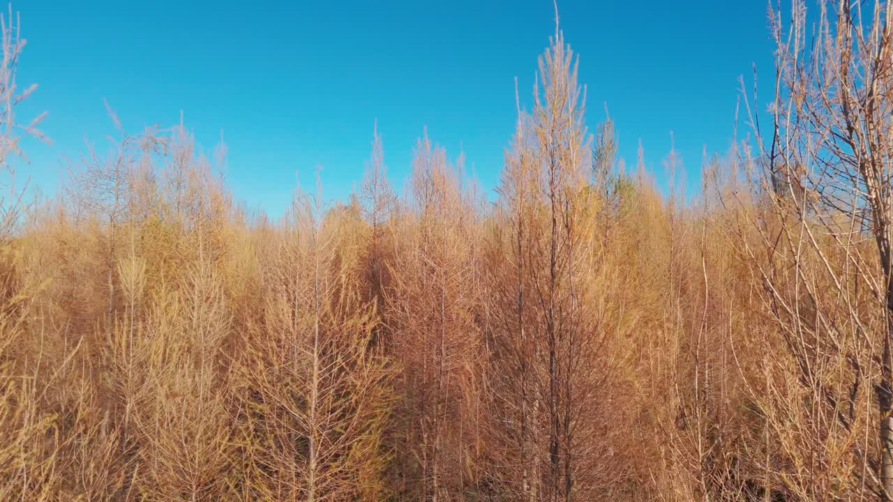 가을의 숲의 항공사진