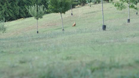 Rack-focus-shot-of-an-Italian-chicken-on-a-farm-in-Umbertide,-Perugia,-Italy