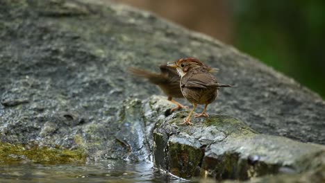 two little puff throated babbler, pellorneum ruficeps take turn dipping in fresh spring and enjoying their afternoon bath, hop on a rock and shake off the water, drying up before nightfall, thailand