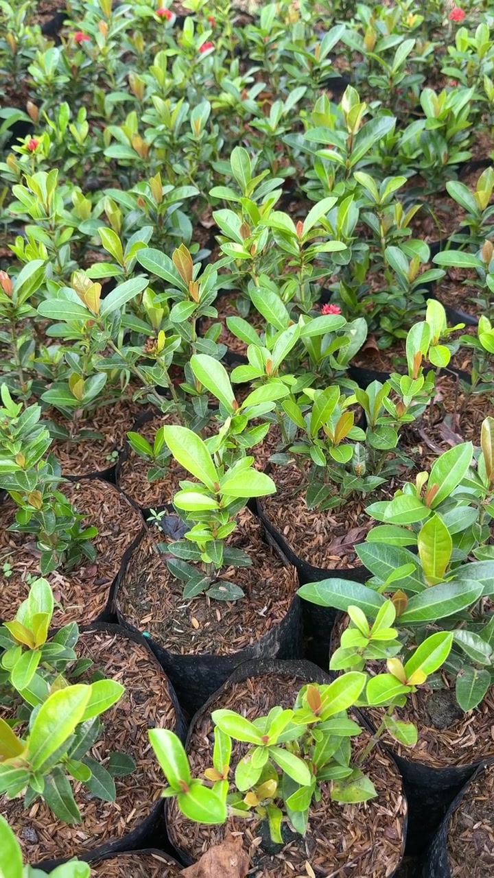 Close-up de Mudas Verdes Vibrantes em um Viveiro de Plantas