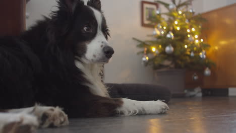 Medium-close-up-shot-of-a-sleeping-dog,-dog-wakes-up-and-looks-into-the-camera