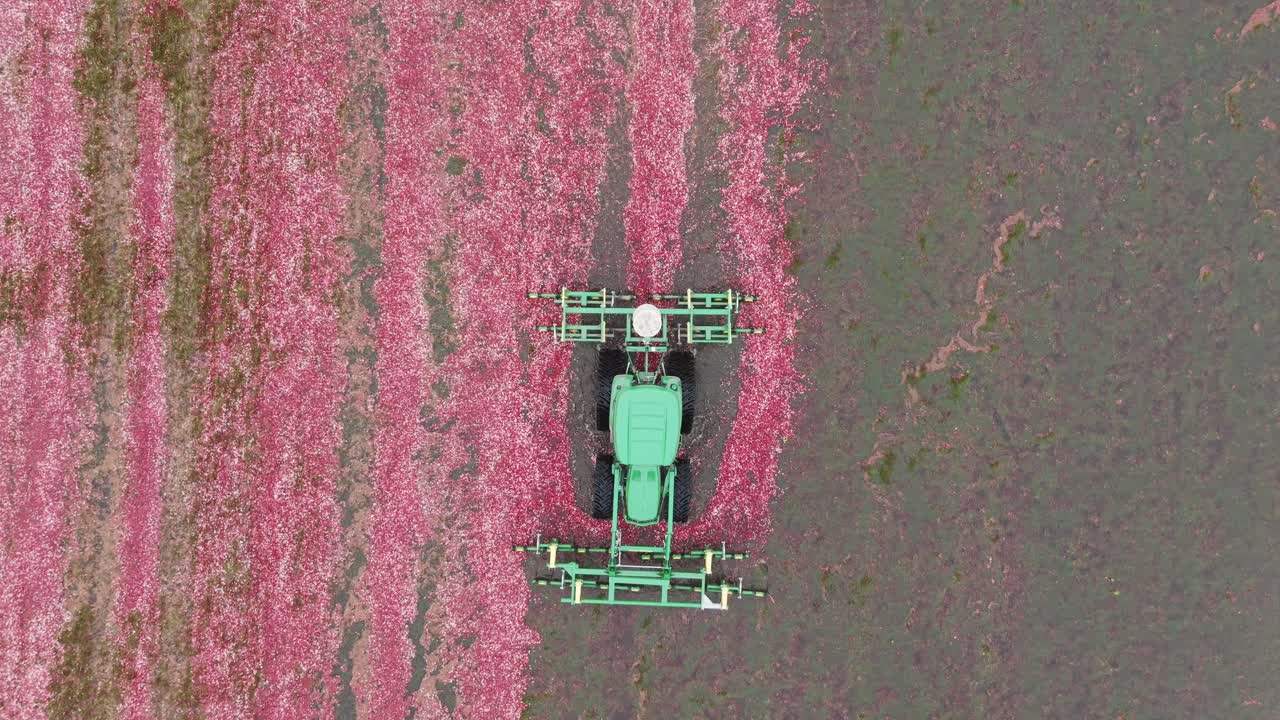 A harrow tractor mows a Wisconsin cranberry bog, knocking buoyant cranberries off the vine