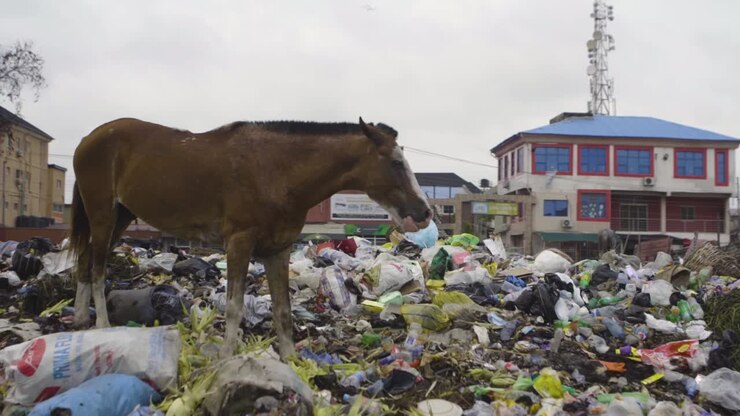 Cavallo su Cumulo di Spazzatura Nigeria 05