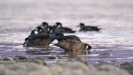 Nahaufnahme-Einer-Brillenentenfamilie-Am-Ufer-Eines-Patagonischen-Sees,-Argentinien