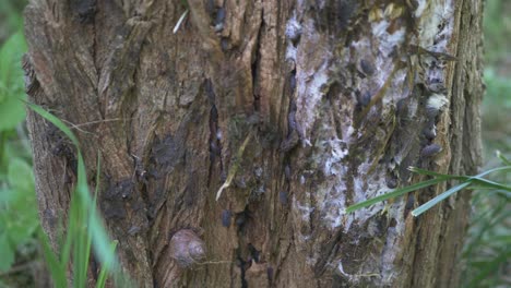 Insekten-Auf-Einem-Morschen-Alten-Baumstumpf