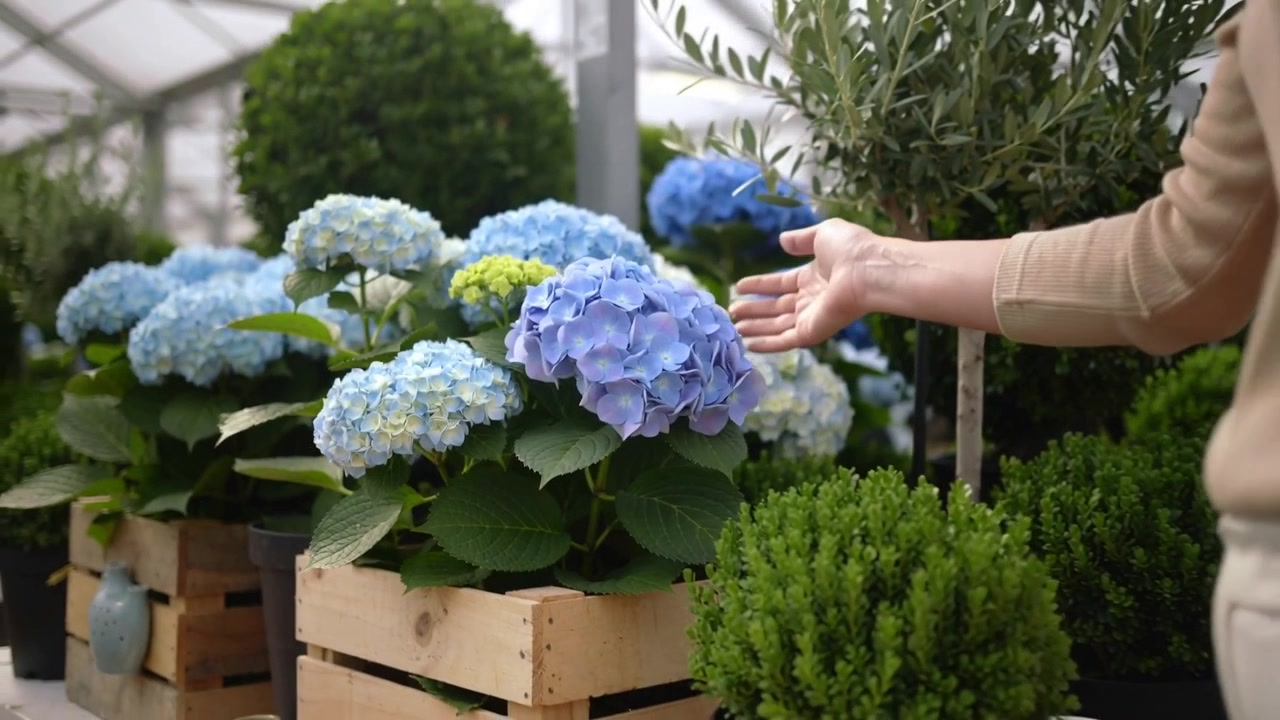 Reaching woman in beige top touching, lifting blue hydrangea at greenhouse, inspecting olive tree