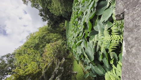 bosque verde escénico de naturaleza silvestre en el jardín de terra nostra, isla de las azores