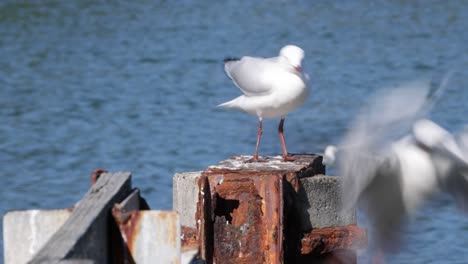 two seagulls meet and interact on pier