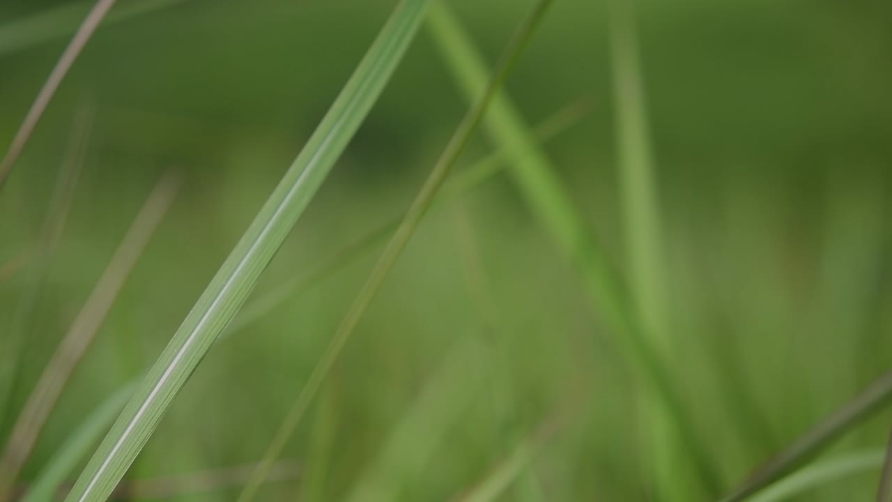 una hierba perenne originaria de asia tropical y subtropical y también introducida en varios países