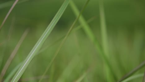 A-perennial-grass-native-to-tropical-and-subtropical-Asia-and-also-introduced-to-several-countries