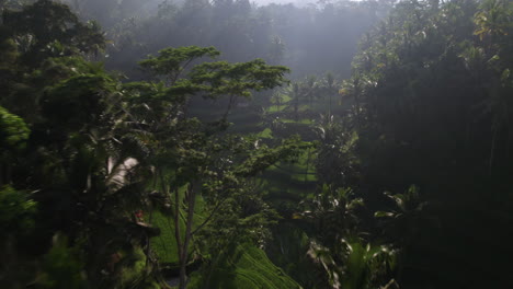 tegallalang rice terraces surrounded by palm trees