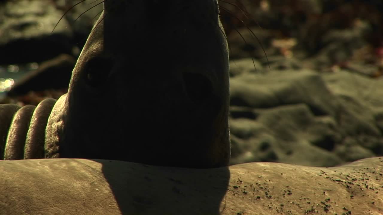 Closeup Of A Harbor Seal'S Head Propped Against Another Seal