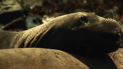 Primer-Plano-De-La-Cabeza-De-Una-Foca-De-Puerto-Apoyada-Contra-Otra-Foca