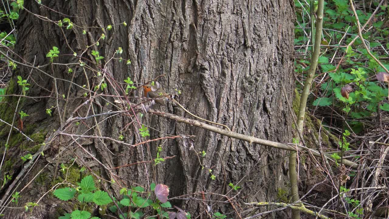 4k 유럽 로빈 또는 로빈 레드 유방 오래된 딱새 가족에 속하는 작은 식충 참새목 새