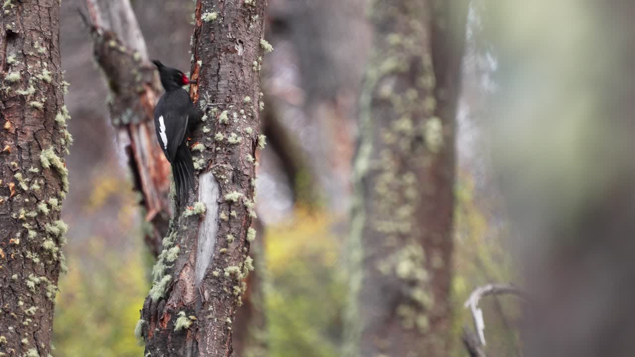 An adult female Magellanic Woodpecker pecking on a Mossy Tree in the Patagonian Forest
