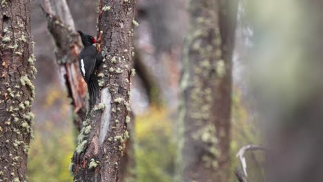 an adult female magellanic woodpecker pecking on a mossy tree in the patagonian forest