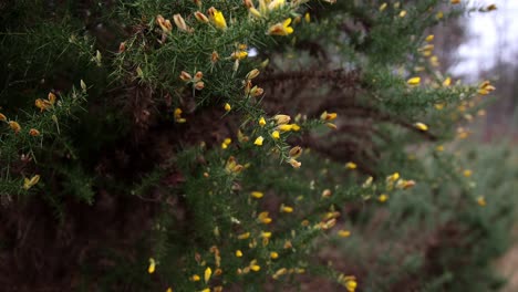tomada de pedestal del arbusto de gorse amarillo en cámara lenta