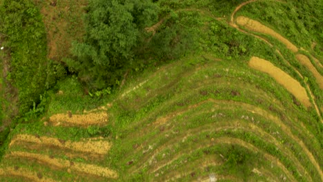 Topografische-Ansicht-Der-üppigen-Reisterrassen-Im-Norden-Vietnams