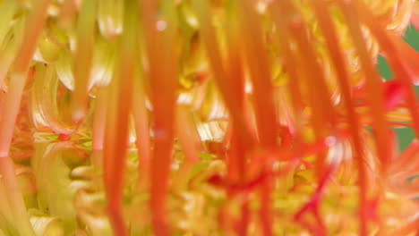 close-up of a pincushion flower