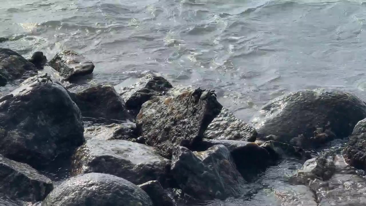 Piccoli granchi che riposano sulle rocce in riva all'oceano