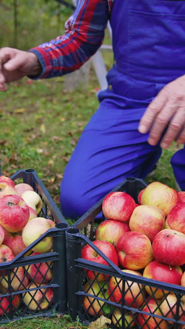 Farmer working with baskets full of apples. Organic fresh fruits in baskets. Vertical video