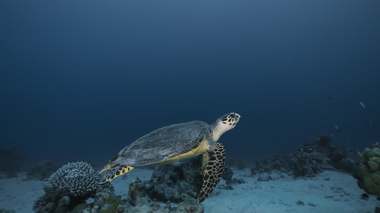 Hawksbill sea turtle and coral reef. Red sea.