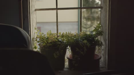 Two potted plants in an old garage with a window behind them
