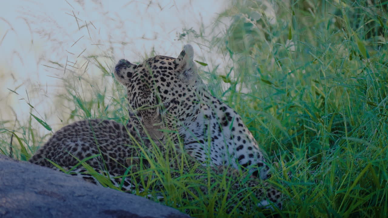 Leopard resting in tall grass