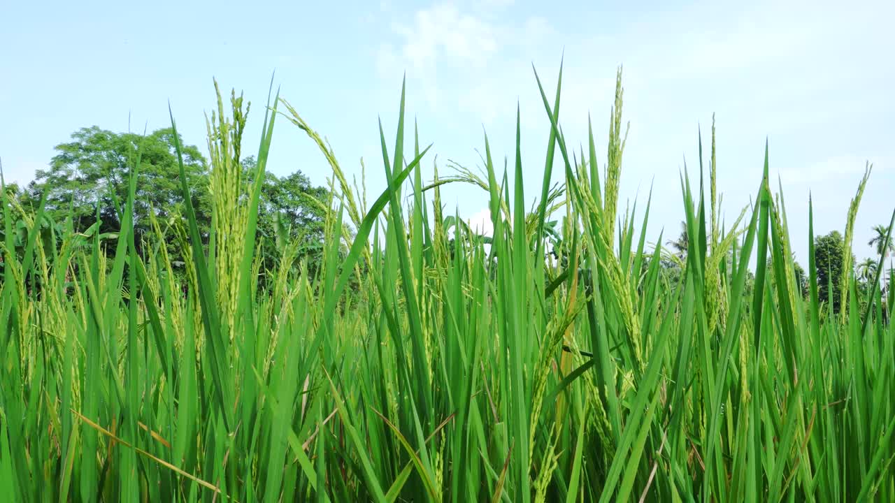 녹색 논 식물의 근접 촬영 보기