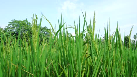 Nahaufnahme-Einer-Grünen-Reispflanze