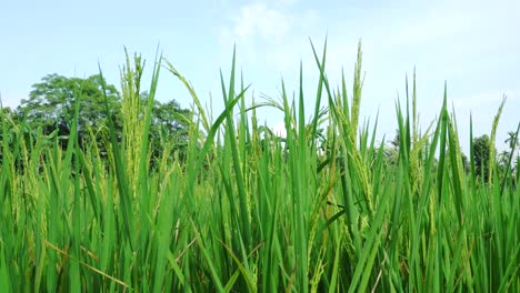 closeup view of green paddy plant